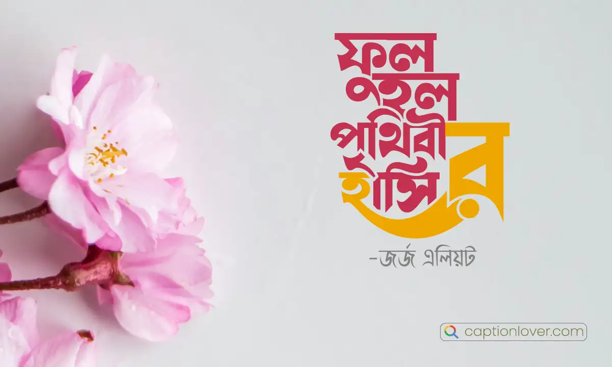 প্রস্ফুটিত ফুলের স্নিগ্ধ হাসি ও সৌন্দর্যের ছবি