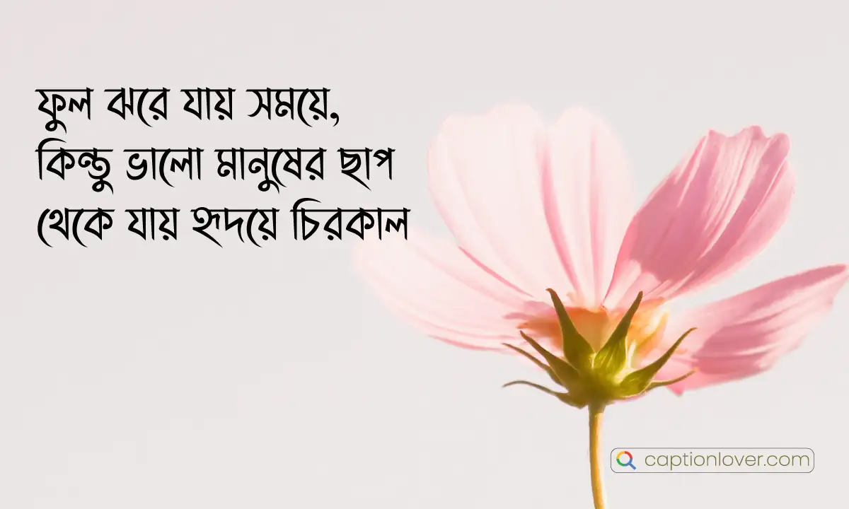 A romantic red rose close-up shot representing love and passion.